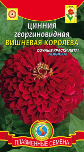 цинния вишневая корлева