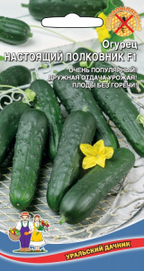 ogurec-nastoyaschiy-polkovnik-f1