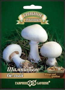 шамп