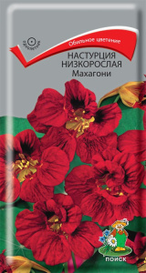 настурция махагони поиск