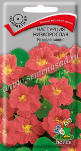 настур розовая вишн