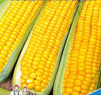 Кукуруза, Сахарный гигант (БАНКА)