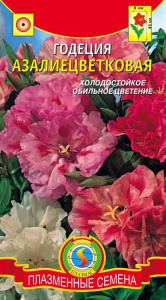 годеция азалиецвет плазма