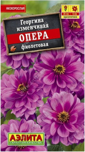 георгина опера фиолет аэ