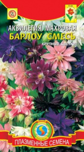 akvilegiya-mahrovaya-barlou-smes-229x413