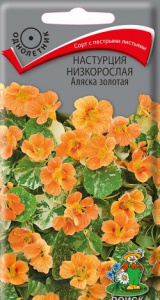настурция аляска золот поиск