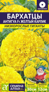 карлик