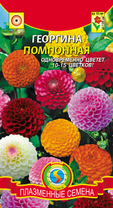 georgina-pomponnaya