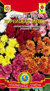 hrizantema-koreyskaya-smes
