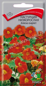 настур аляска скарлет