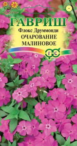 флокс очарован малинов гавриш