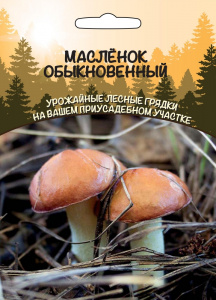 maslenok-obyknovennyy