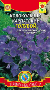kolokolchik-karpatskiy-goluboy