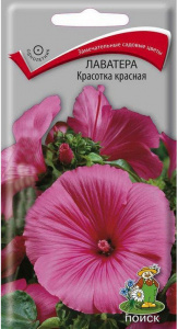 лавантера красотка