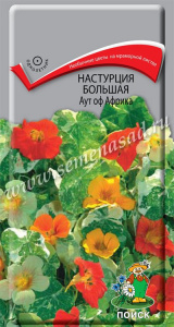 настур аут афр