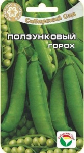 gorokh_polzunkovyy_sibsad
