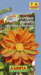 георгина Фигаро махровая оранжевая