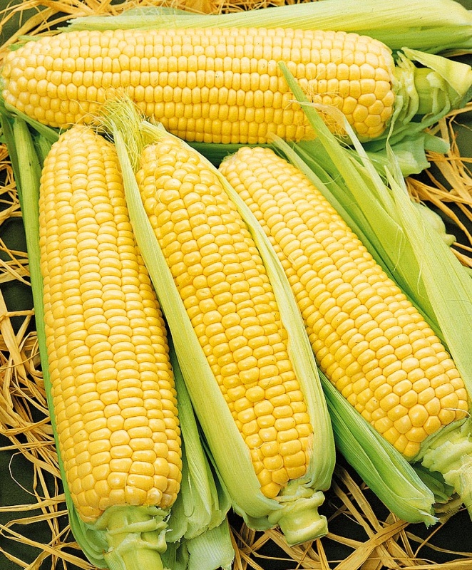 Кукуруза, Спирит