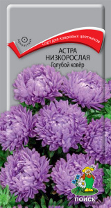 астра низкор голуб ковёр поиск