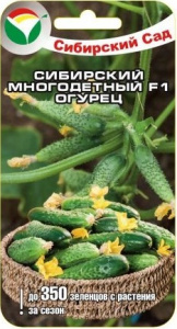 ogurets_sibirskiy_mnogodetnyy 1
