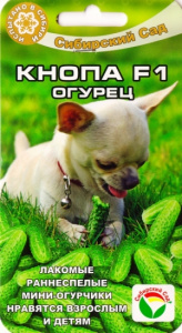 кнопа сибсад