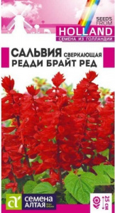 сальвия брайт
